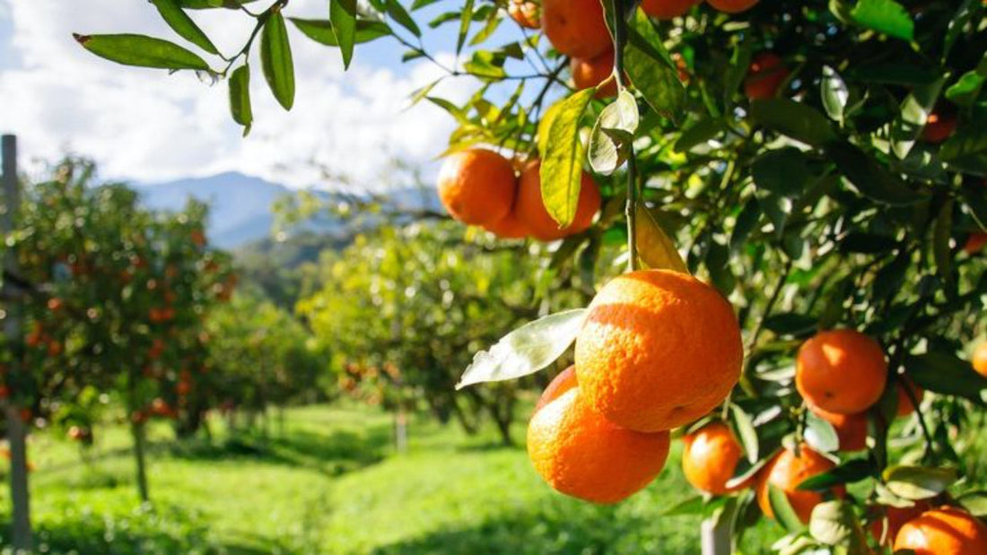 Fruit of the Tree