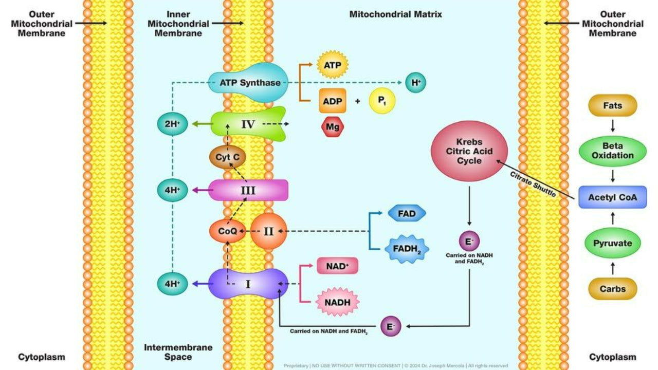 Unlocking the Power of Mitochondria